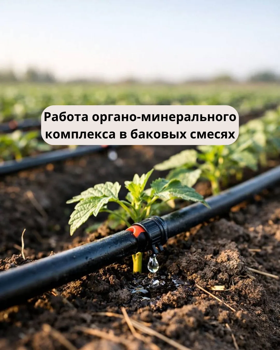 Реальные обработки почти всегда идут в баковых смесях.
