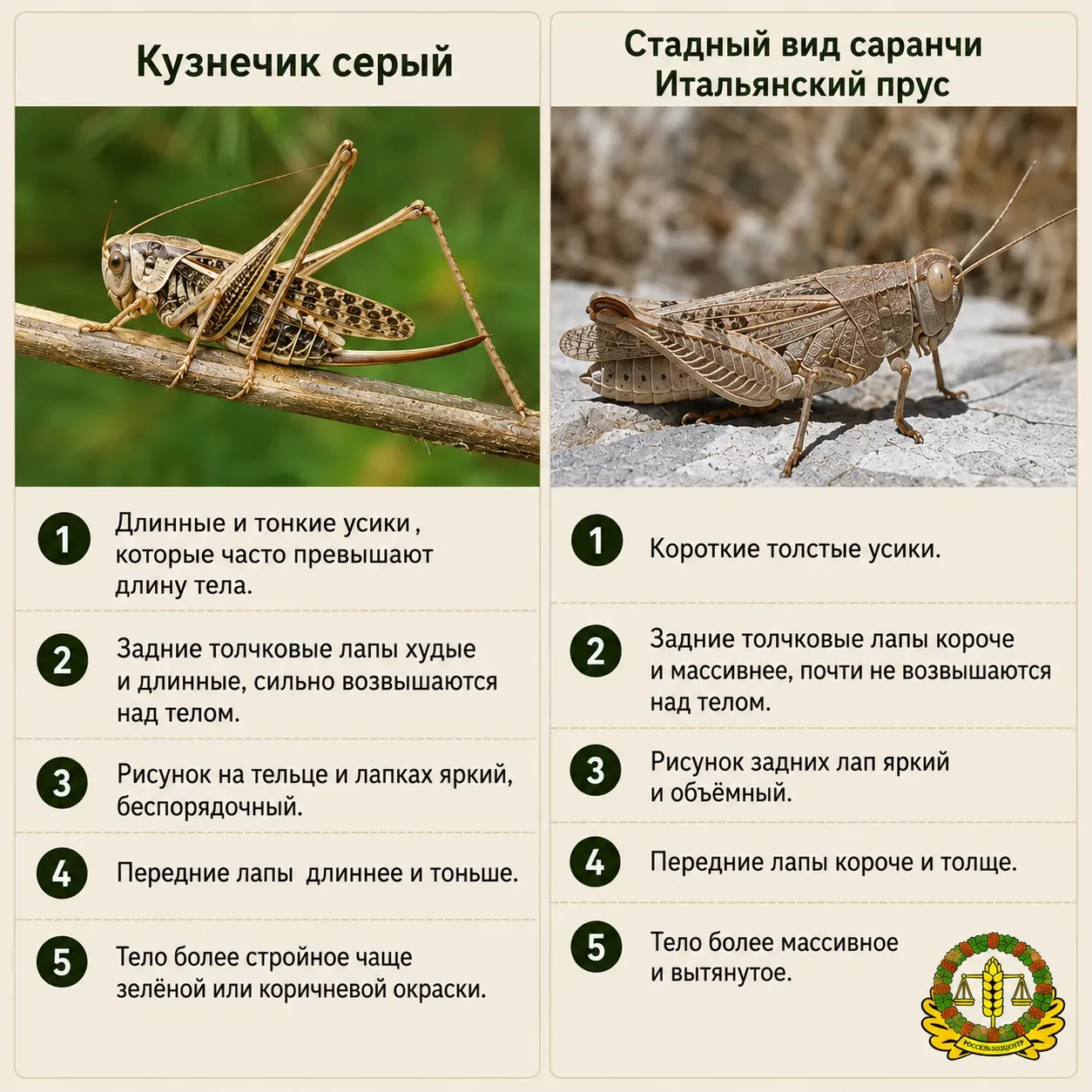 🦗 Усы, лапы и голова. В ДНР появились кузнечики или саранча?

В соцсетях Донбасса жители забили тре