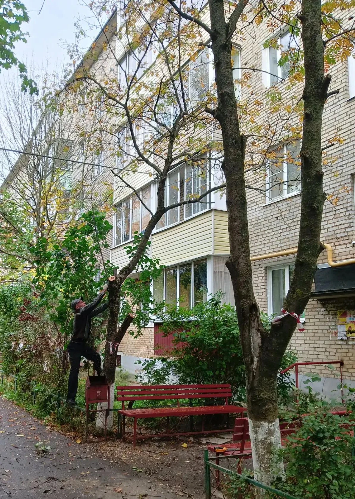🌳🏡Работники управляющей компании произвели спил деревьев, расположенных по адресу: ул...