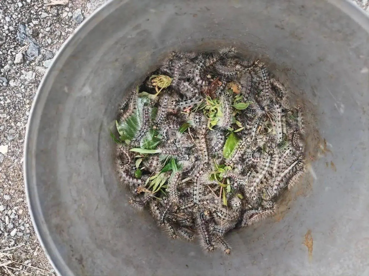 🐛 Гусеницы атаковали деревья в Тюмени — жители сообщают о массовом нашествии насекомых