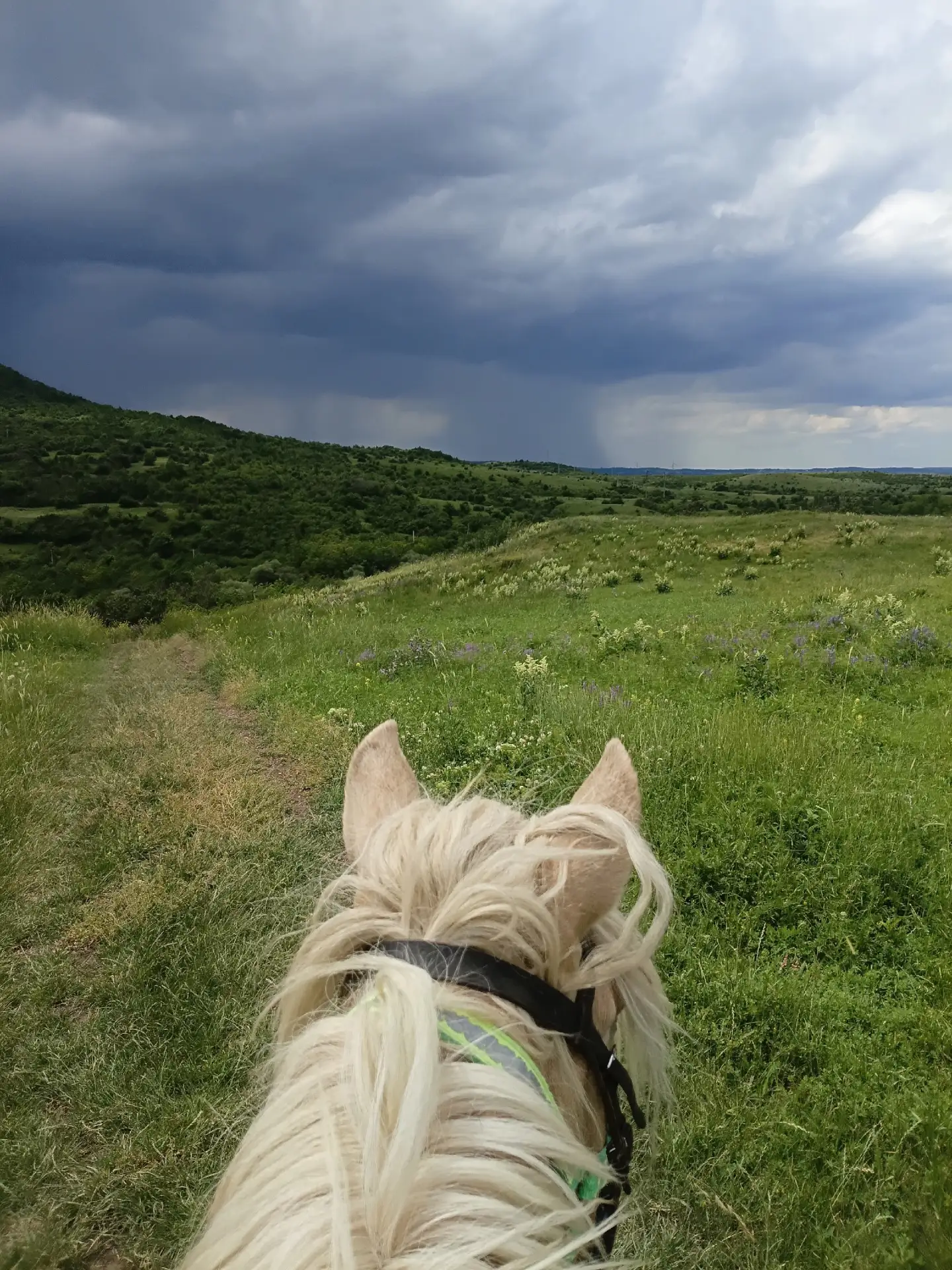 У нашего клуба есть канал в мессенджере Max 🐎