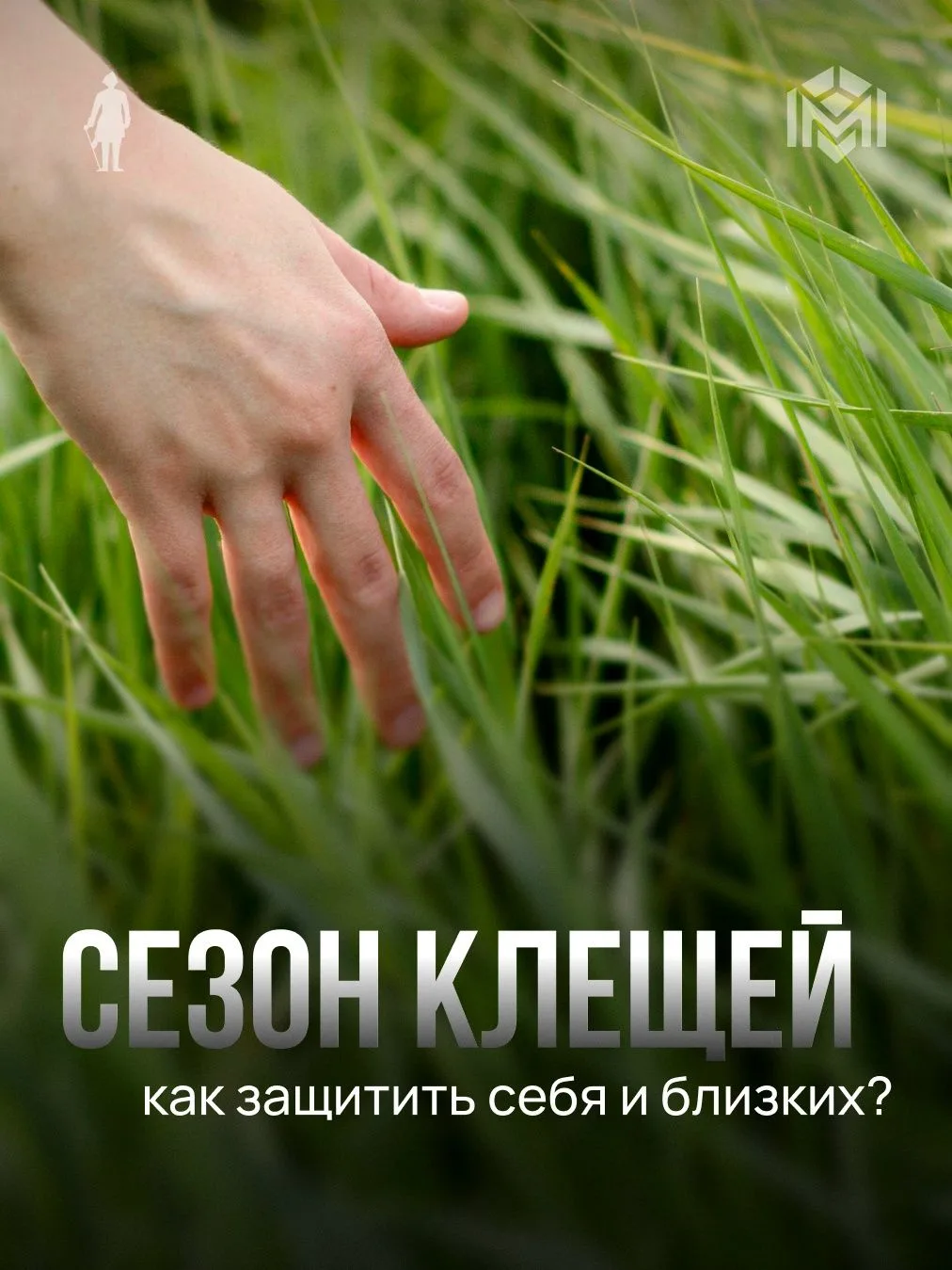 Сезон клещей в Санкт-Петербурге 2026: как предотвратить укус насекомого