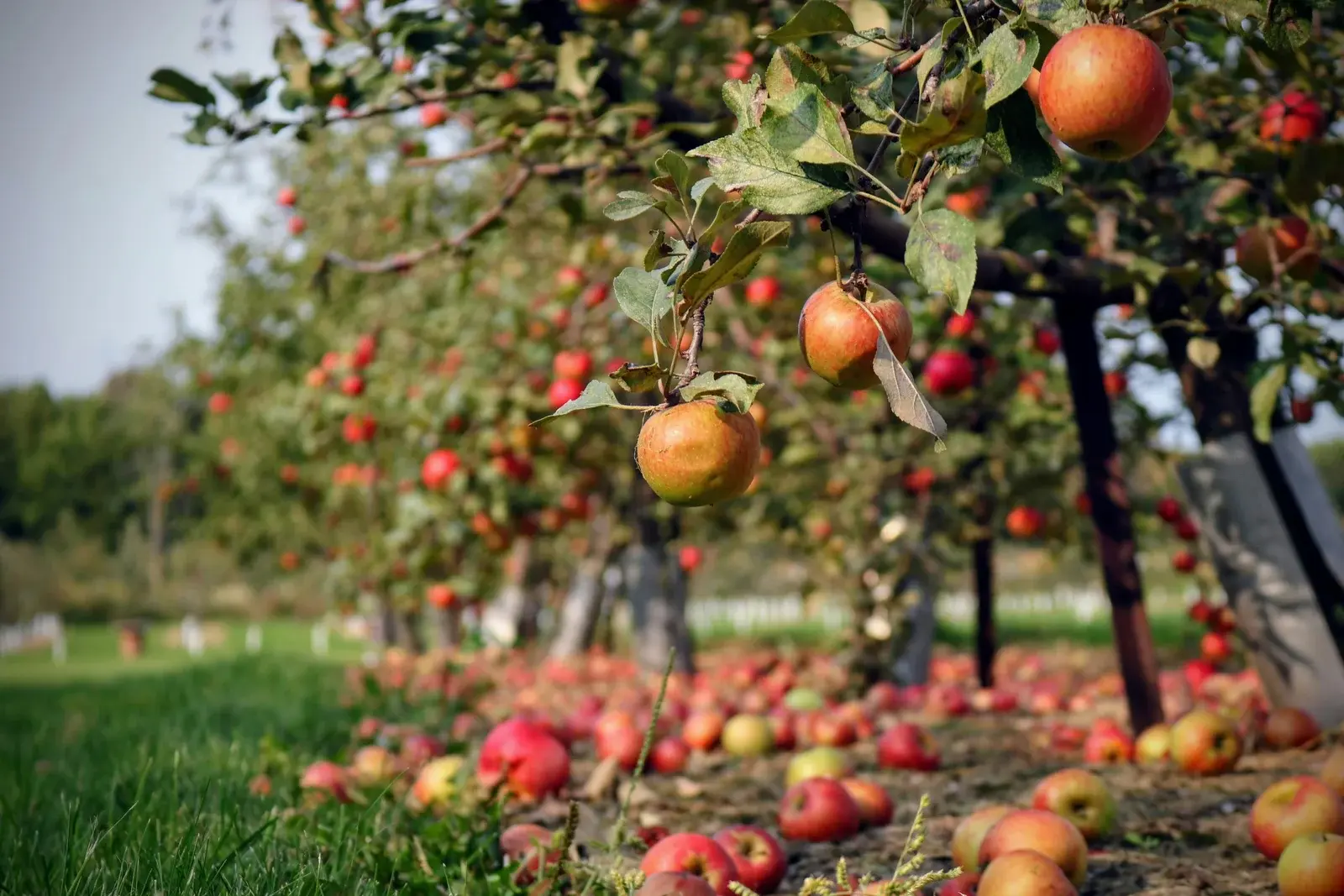 🍎  Как защитить яблоню от плодожорки сразу после цветения