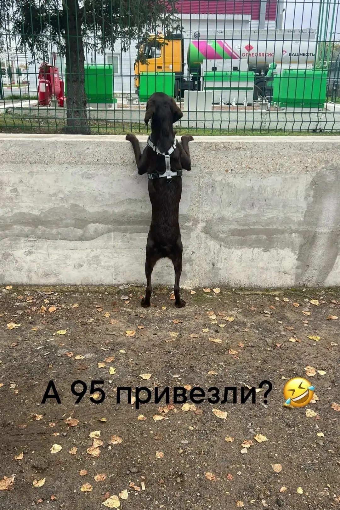 творчество подписчика: