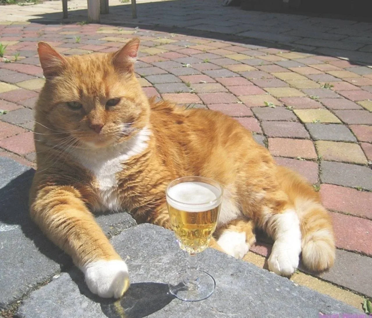 🍻 Сегодня отмечается важный праздник — Международный день пива. Он выпадает на первую ...