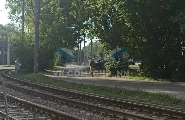 ❗️В 6 утра по улице Баранова пробегал лось

👉 Подпишитесь на нас!
📩 Пришлите нам новость ❤️