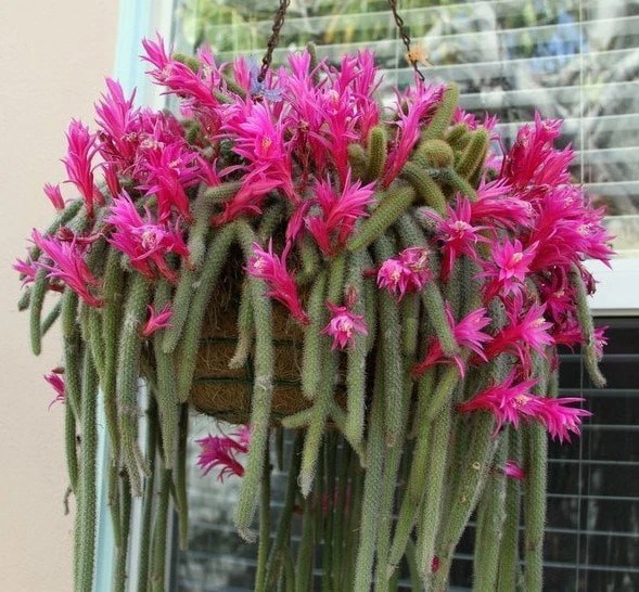 АПОРОКАКТУС 🌵