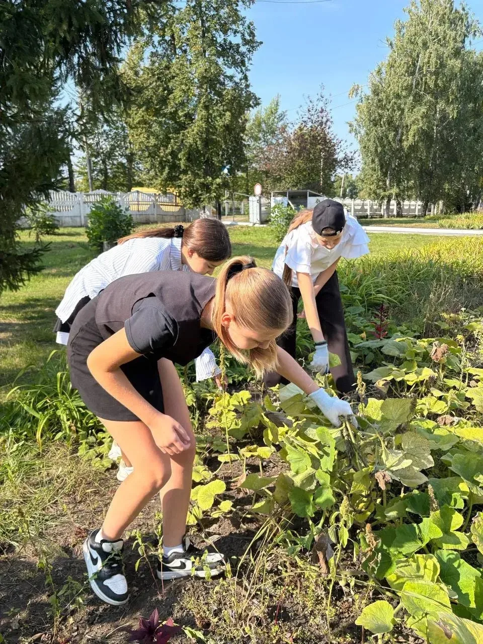 Юные аграрии приступили к уборке выращенного урожая! 🚜🌾