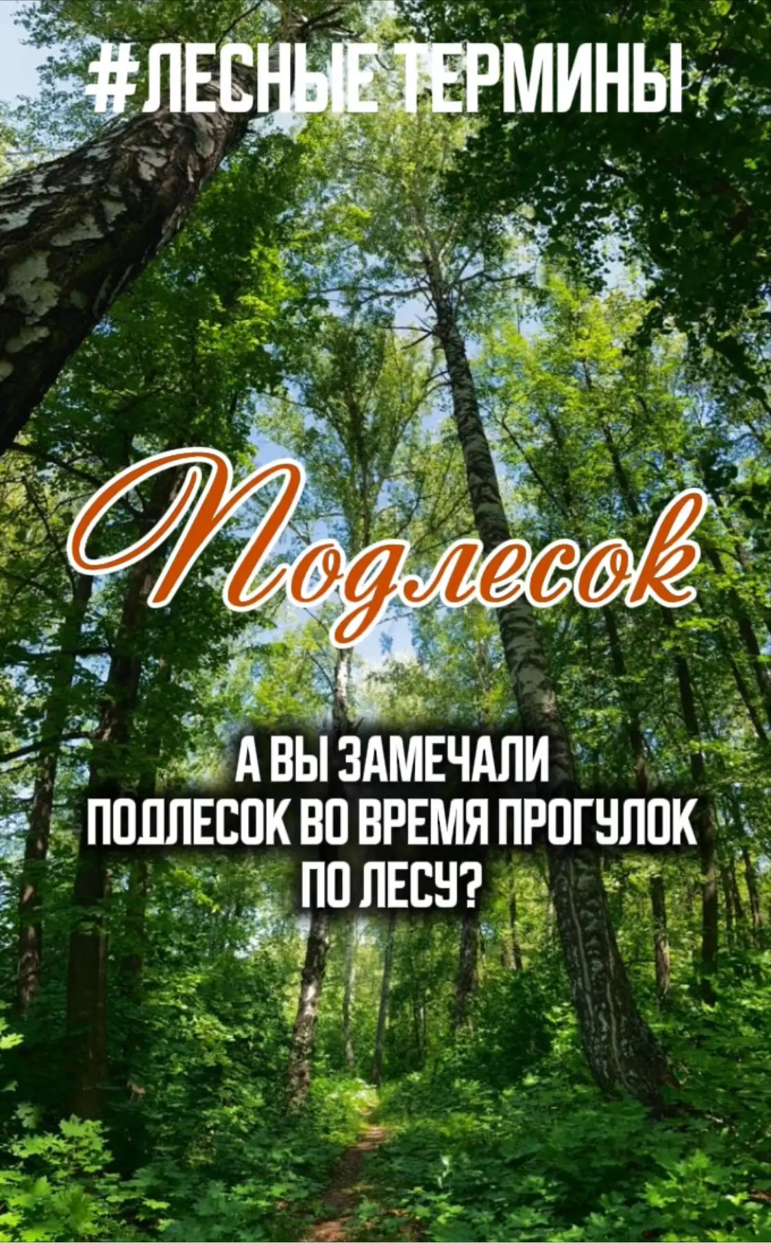 Рубрика «Лесные термины»