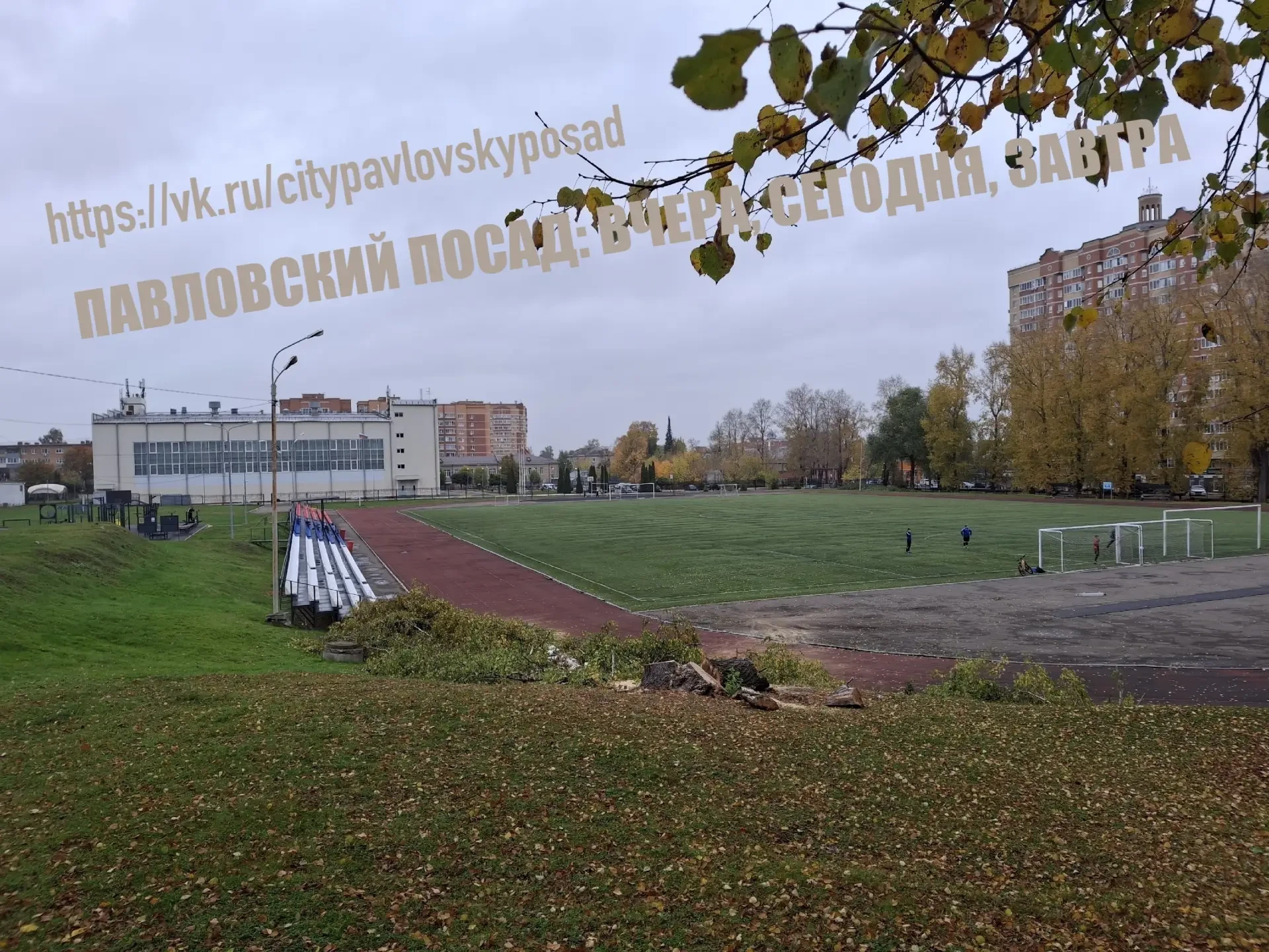 На Старопавловском стадионе уничтожили прекрасные берёзы, которые стояли там долгие год...