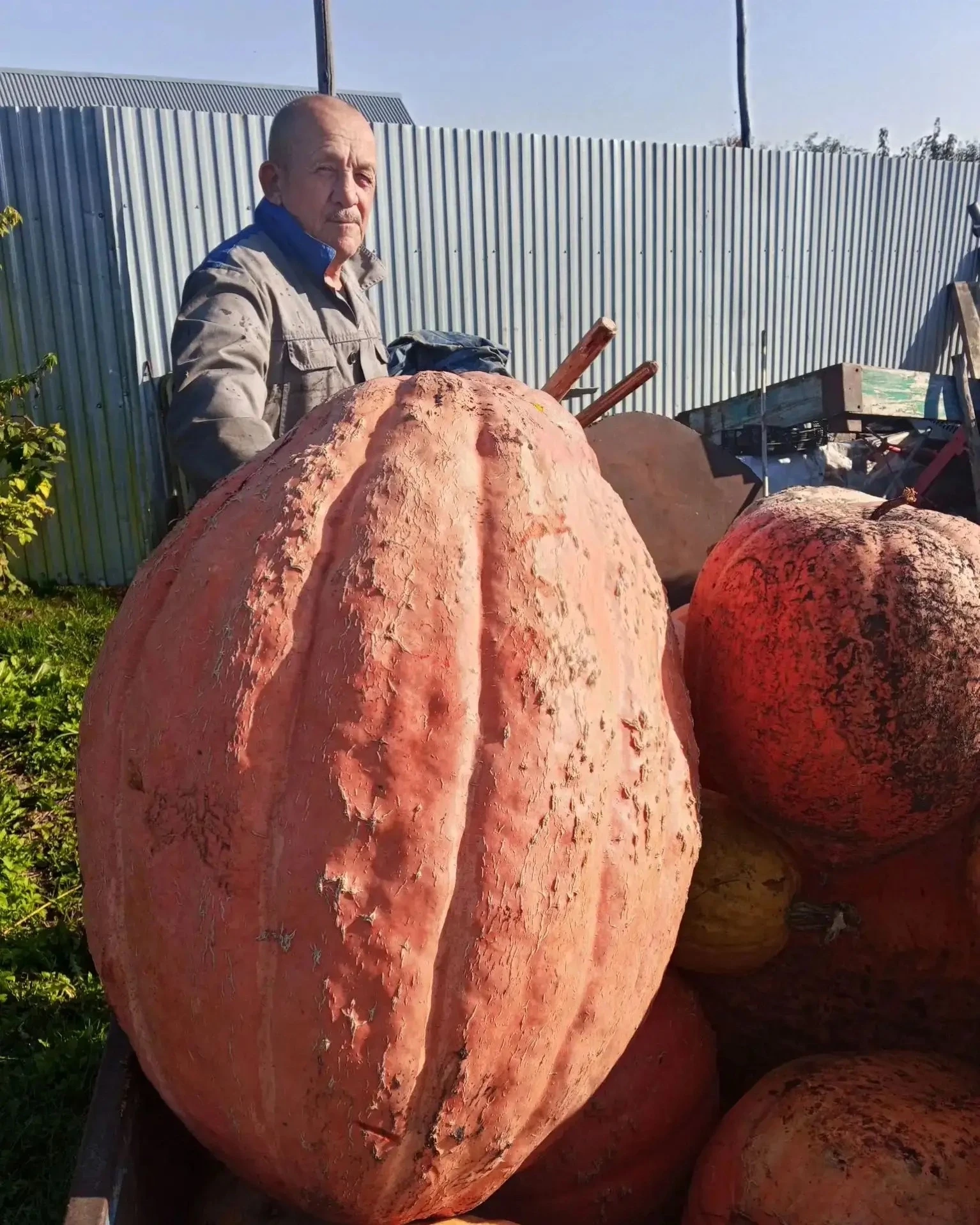 Югары Әлморза авылында яшәүче Салих һәм Гөлфәридә Хәмидуллиннарның быел кабаклары “вели...