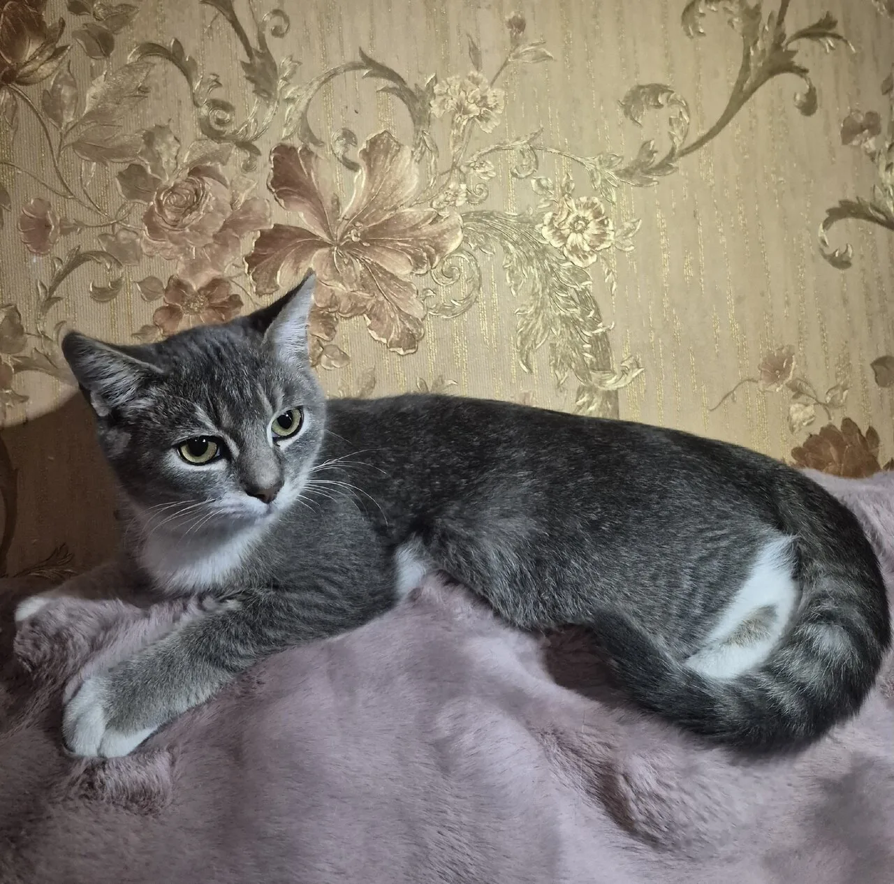 Продам шотландского котёнка, Донецк