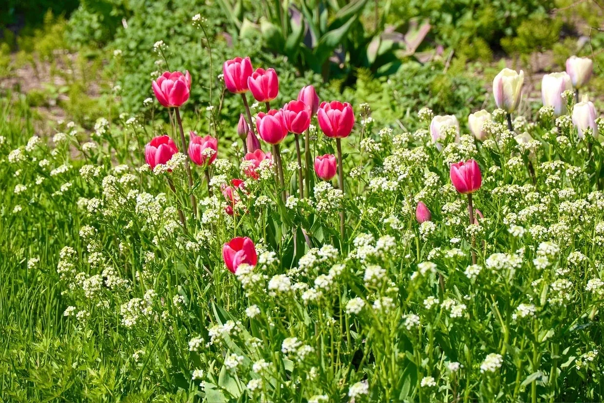 🌷 Понедельник подходит к концу, время наслаждаться красивым!    Помимо цветущей сакуры, городские ул