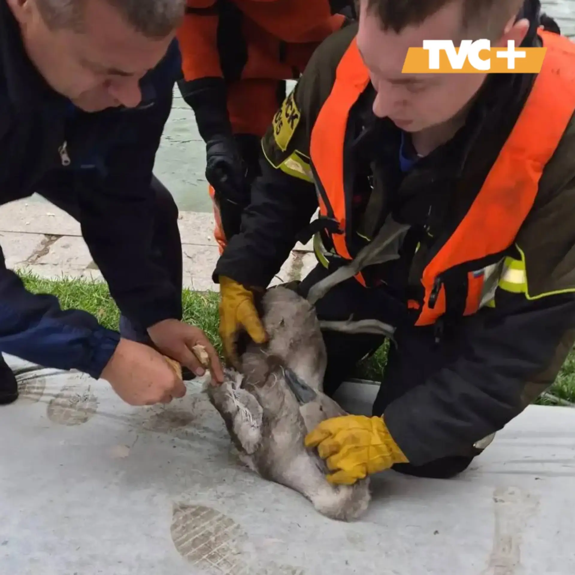 Маленького лебеденка с Патриарших спасли и вернули к маме с папой