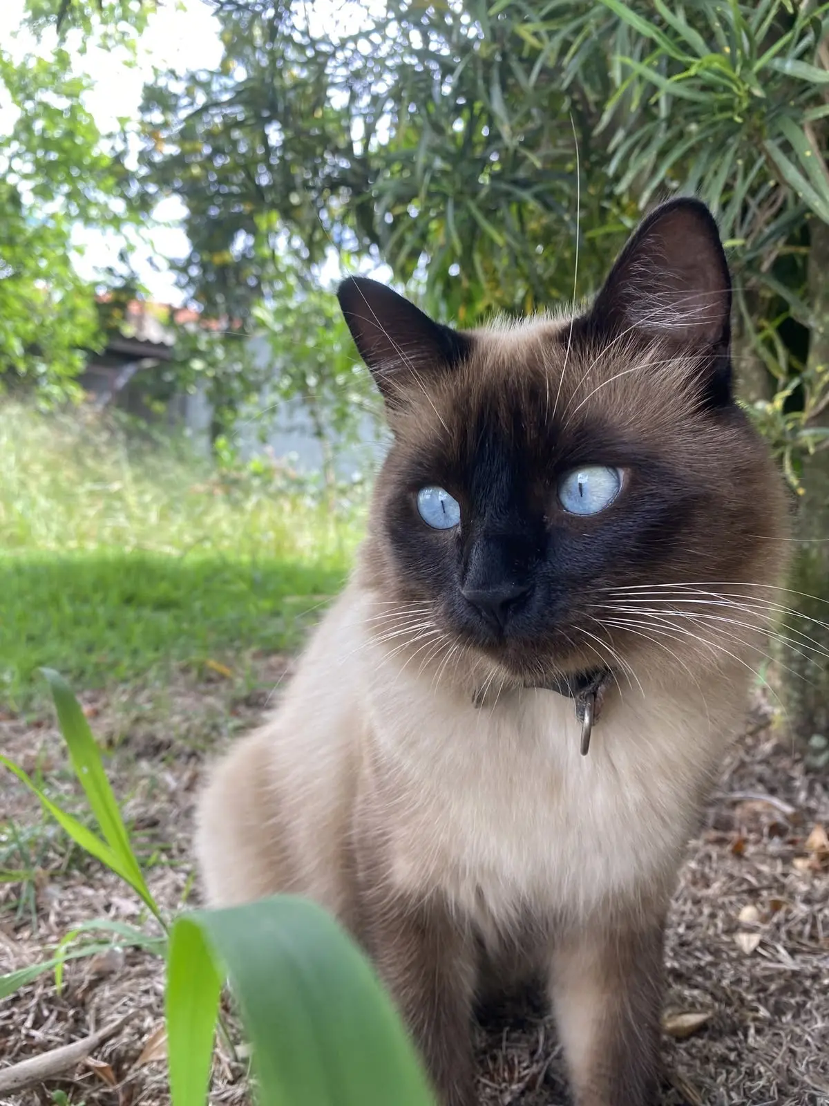 #КотикПодписчика 🥰
