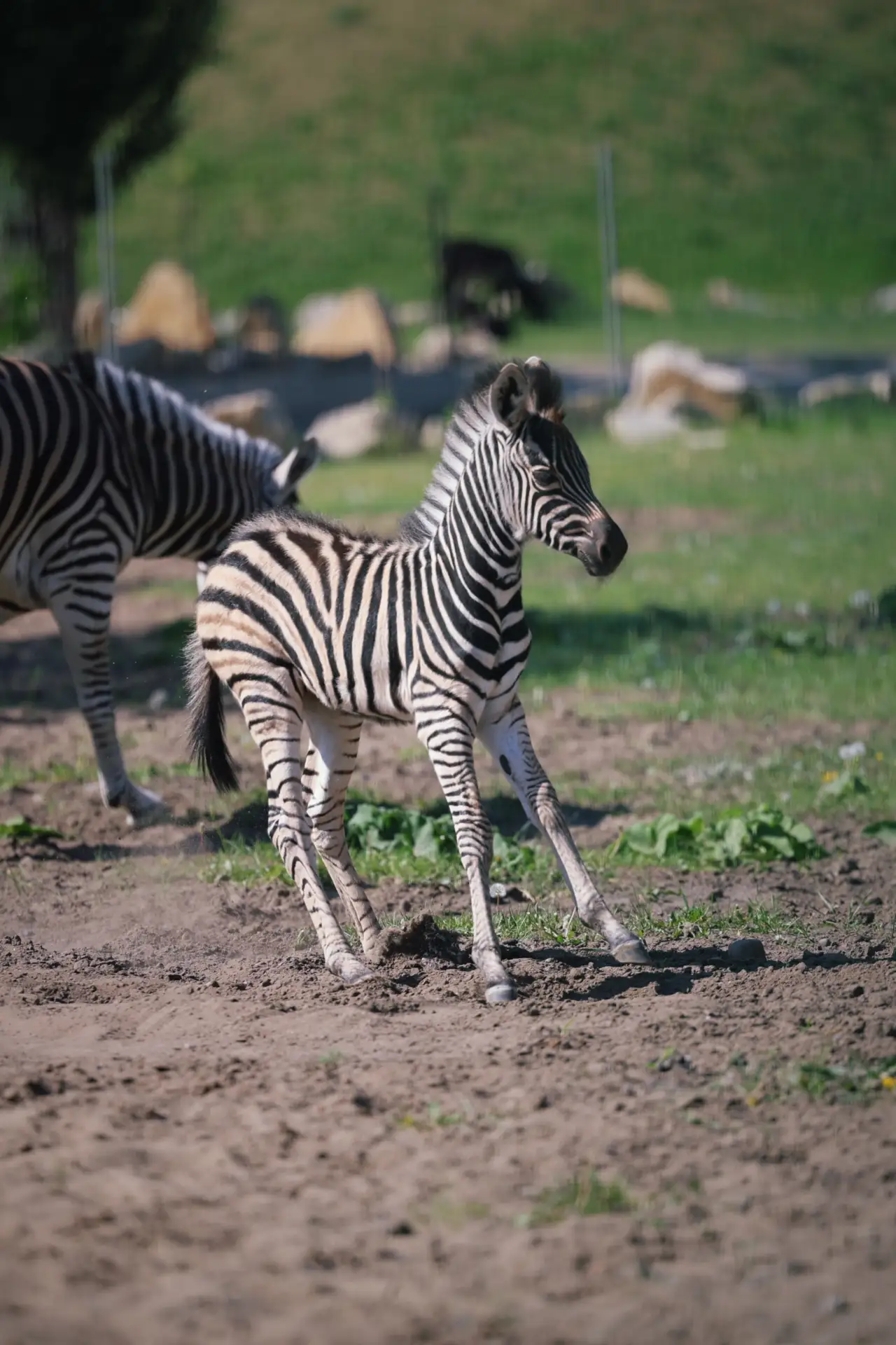 Мир такой огромный🦓