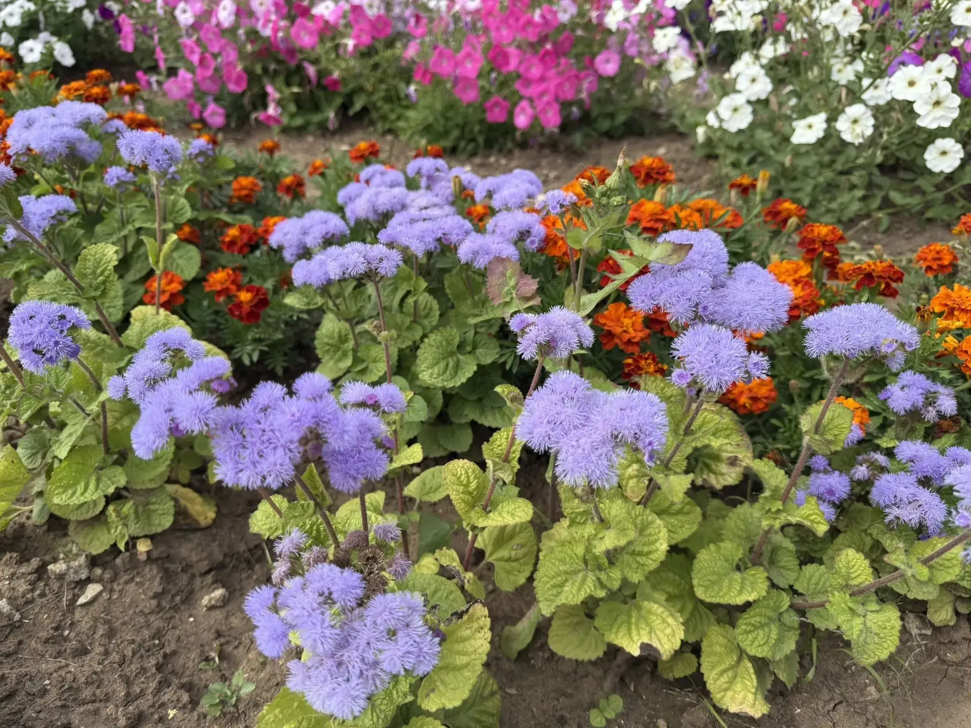 🌺 "ПАЛИТРА АВГУСТА" 🌺
