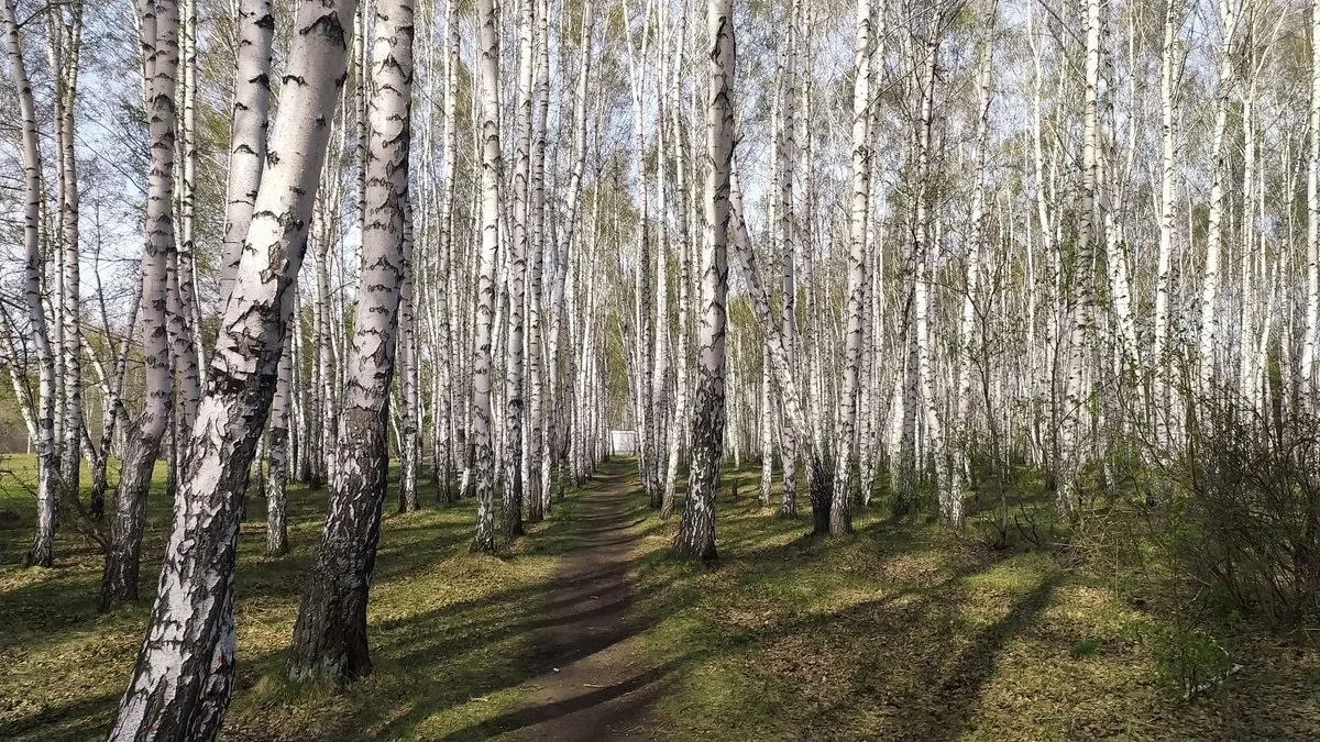 🌳На окраине парка 300-летия Омска под строительство Регионального центра спортивной по...