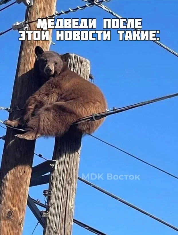 🐻 На Камчатке разрешили отстрел ещё 12 опасных медведей