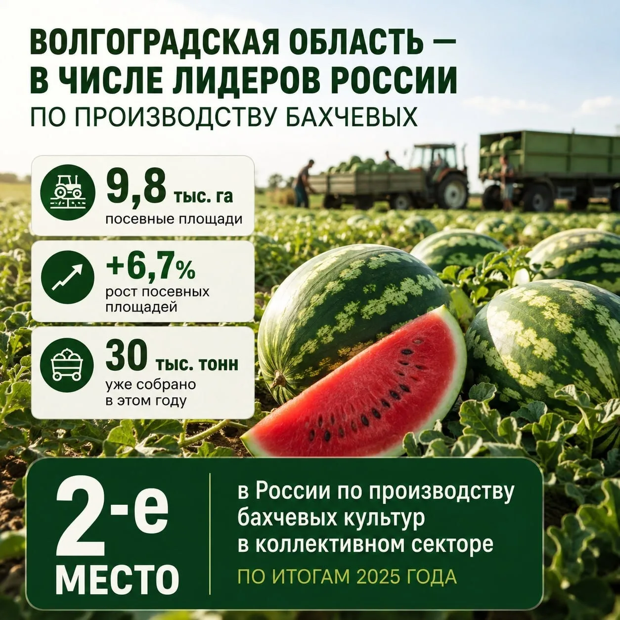 Волгоградская область — в числе лидеров России по производству бахчевых культур 🍉