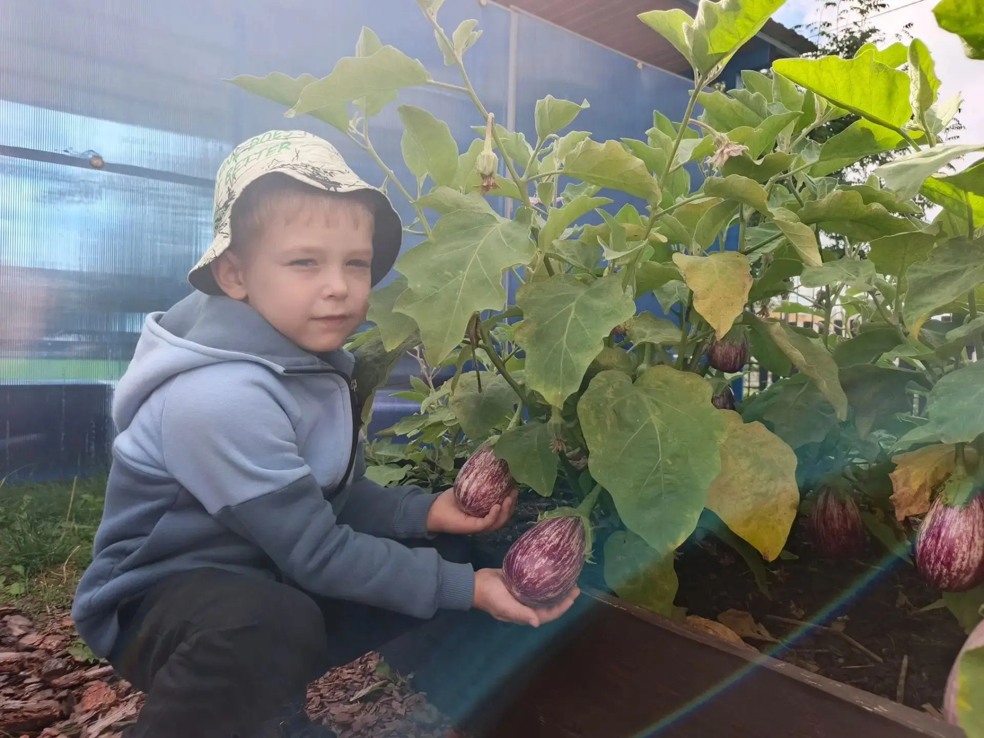 🍅👩‍🌾🍆 Юные огородники "Умки" собирают урожай