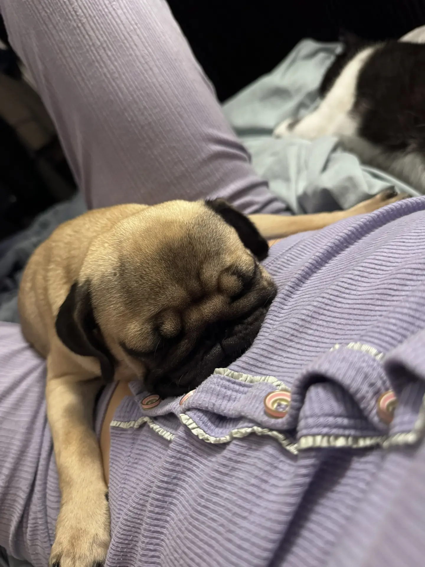 монстриха отошла ко сну 💤