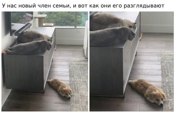 Пчёлка