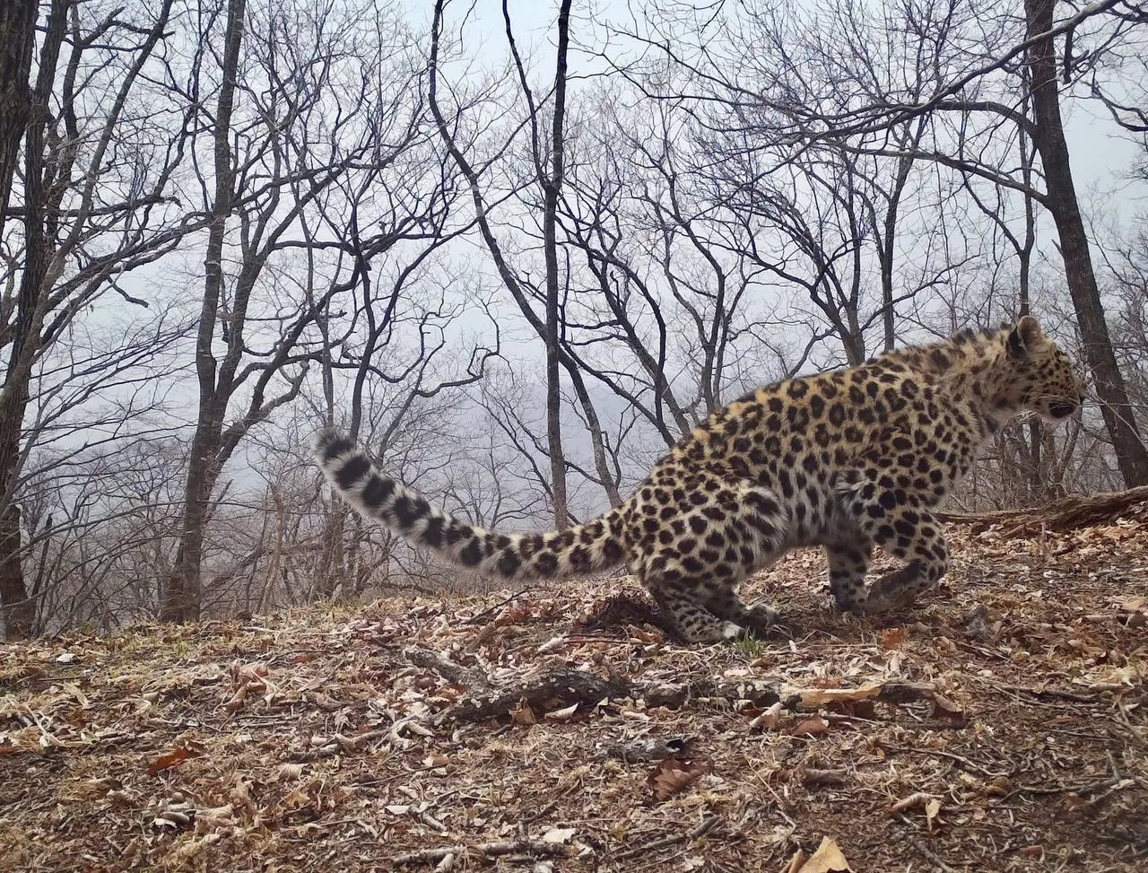 Пришёл, пометил, победил 🐆  Главный девиз дальневосточного леопарда показан на кадрах во всей красе.