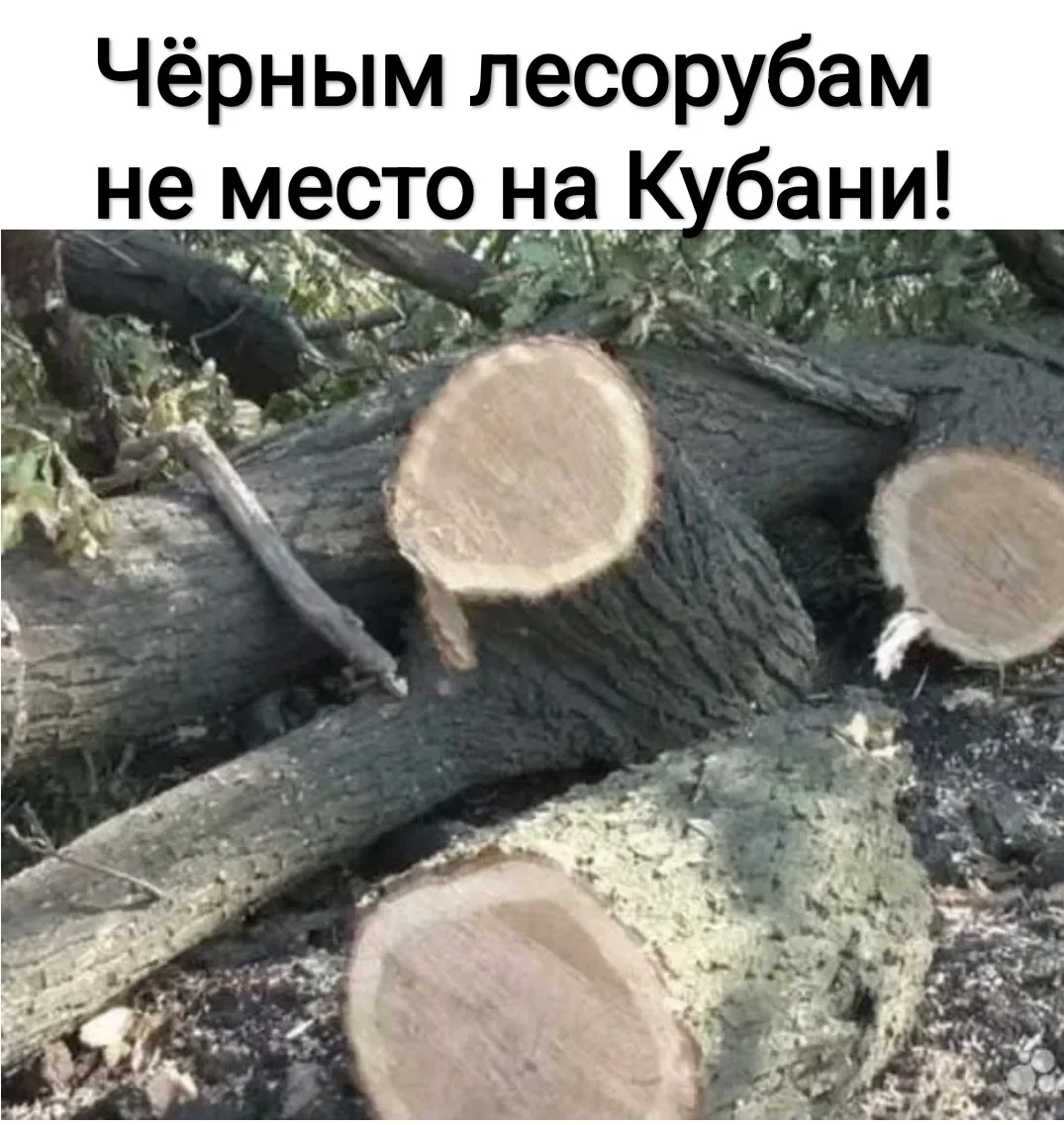 ЧЁРНЫЙ ЛЕСОРУБ🌿🌲🌳🪚🪓♻️  Предприниматель из Белореченска незаконно рубил лес в Пшехском участковом лес