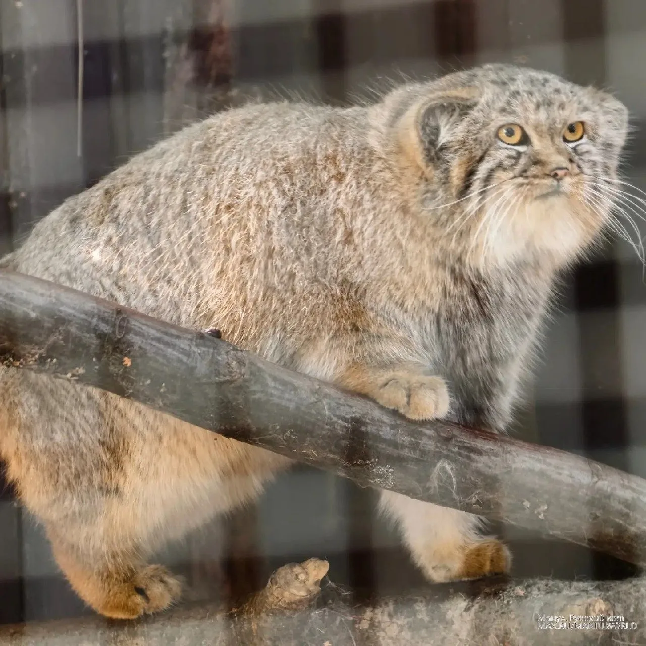 Какой же это несерьезный маленький котенок! (прокрутите карусель). Малыш-котенок Алани ...