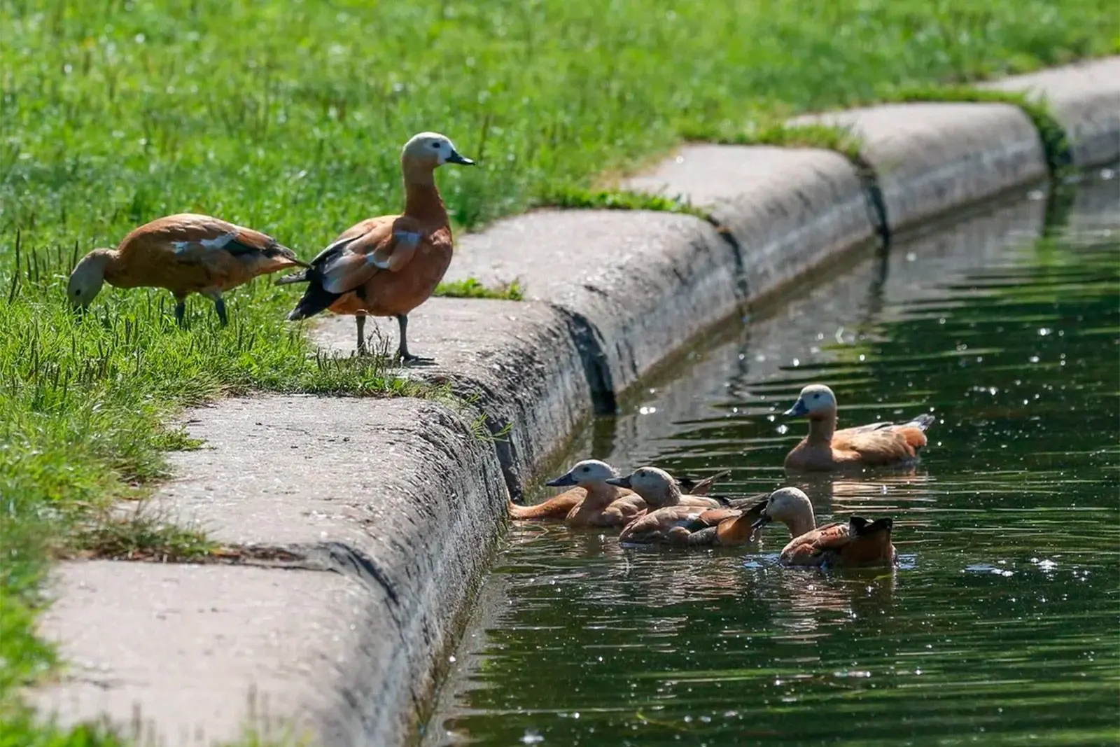 🦆Специалисты призывают не кормить водоплавающих птиц хлебом в летний сезон. Такая еда ...