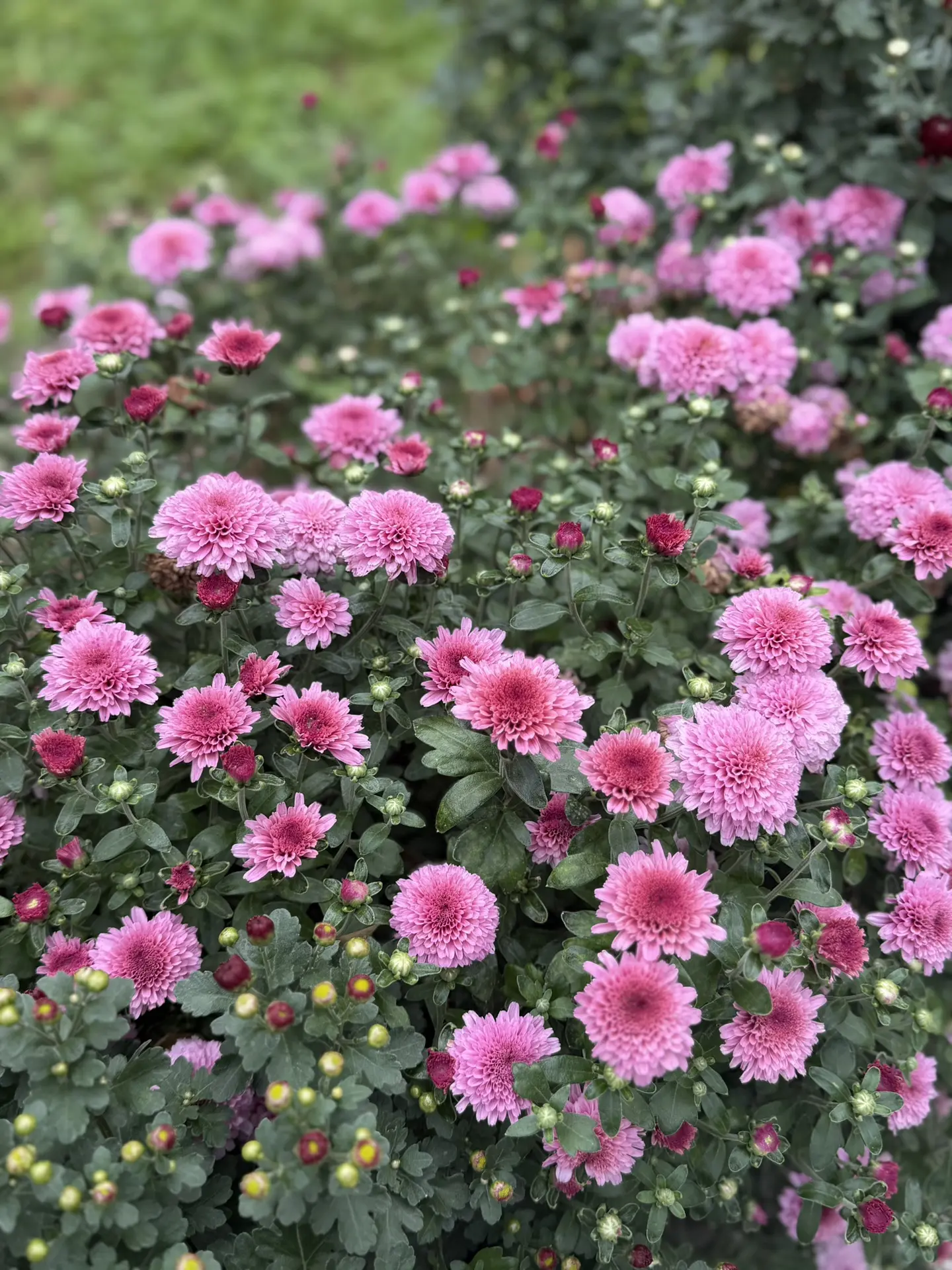 Доброе утро!🌸