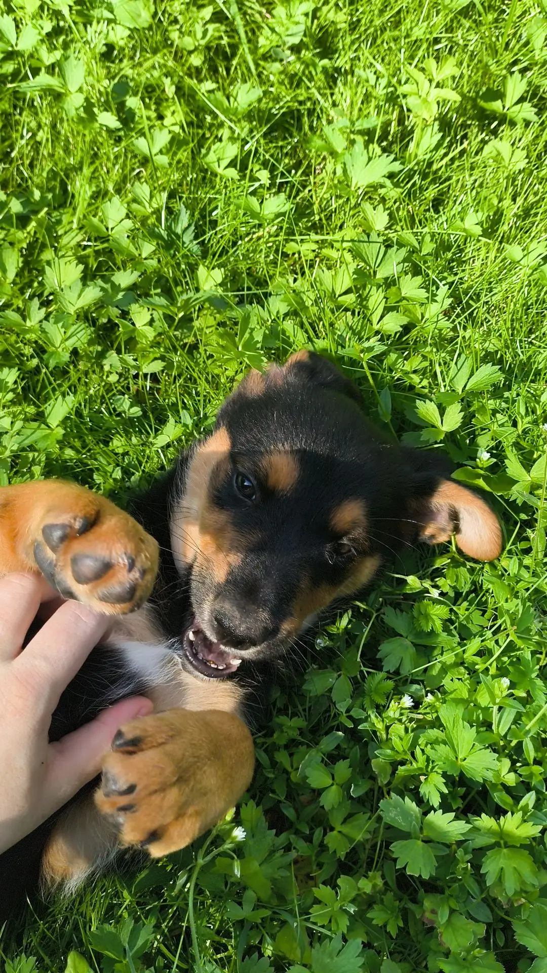 Пёсик ❤️😍