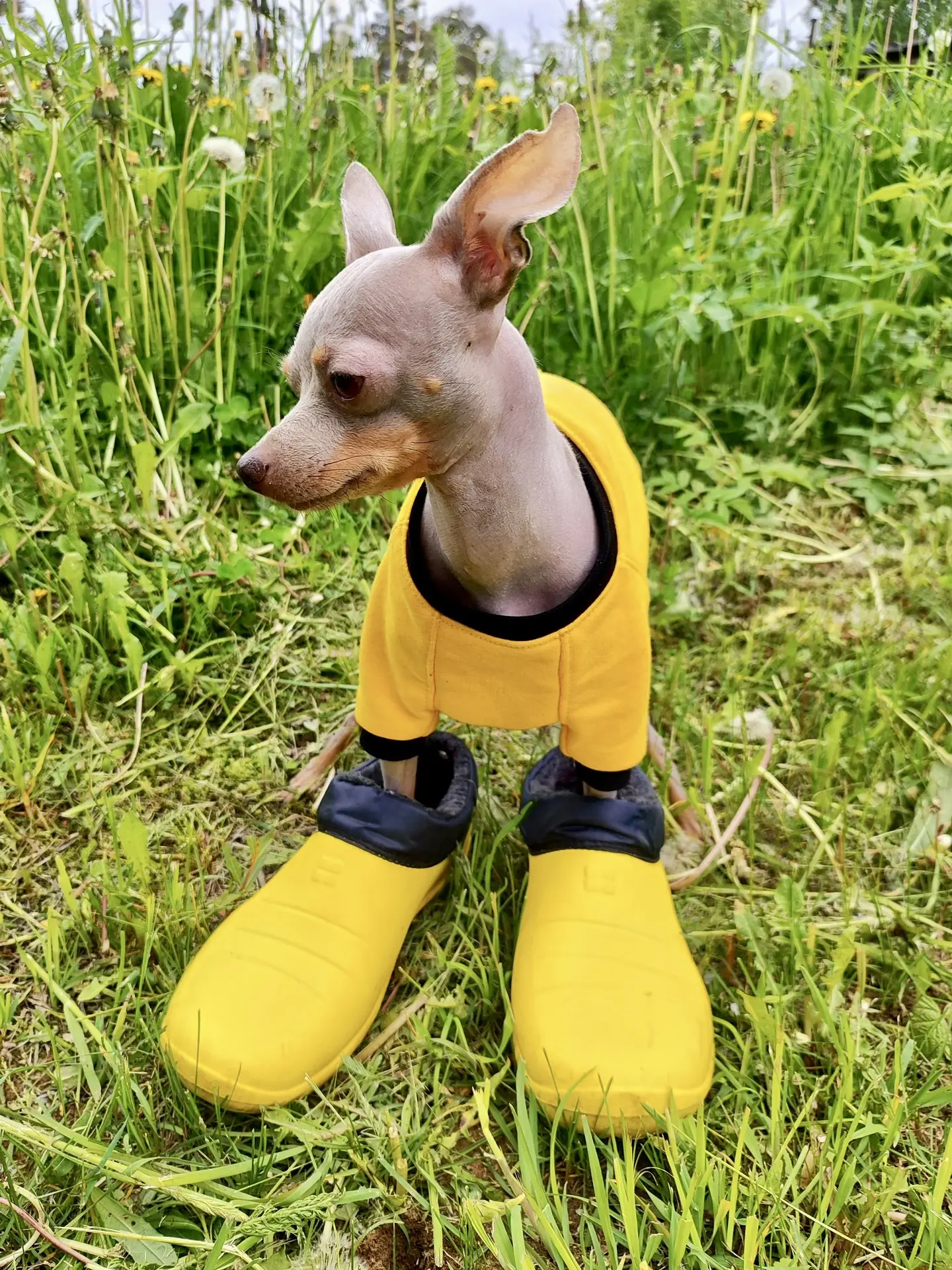 🐾😁🙃