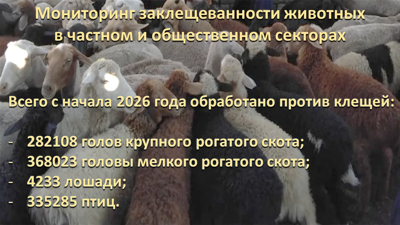 В крае вопросы профилактики и борьбы с Крымской геморрагической лихорадкой находятся под постоянным 