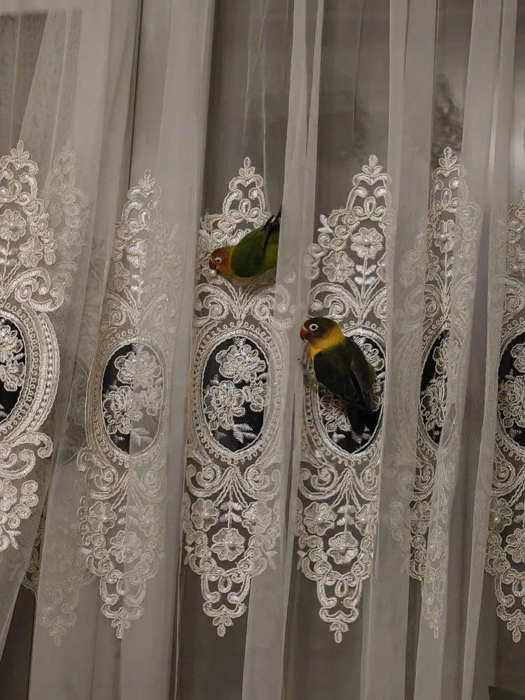 🦜 Внимание, соседи! У нас тут два блудных попугая улетели на вольные хлеба