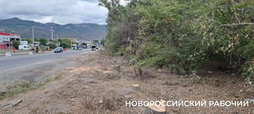 В Новороссийске расширяют дорогу и вырубили деревья вдоль нее. Все ради нового микрорай...