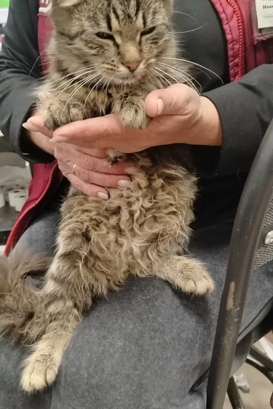 🐱 Ищем дом для доброй кошечки! 🏡