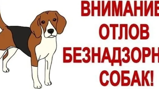 🐶 Внимание, жители! 🐶