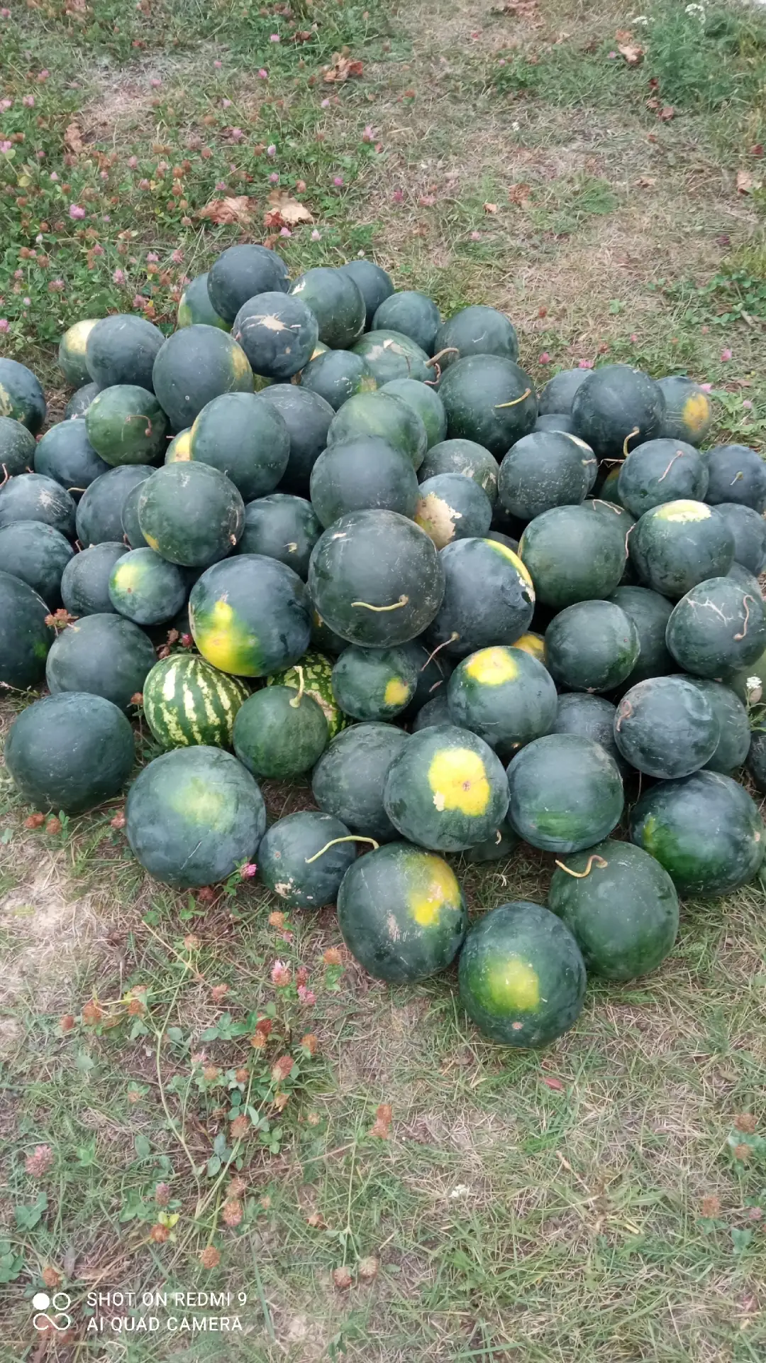 Добрый вечер. Продам арбузы по 20 руб за кг со своего огорода. Находимся в Новой Усмани...
