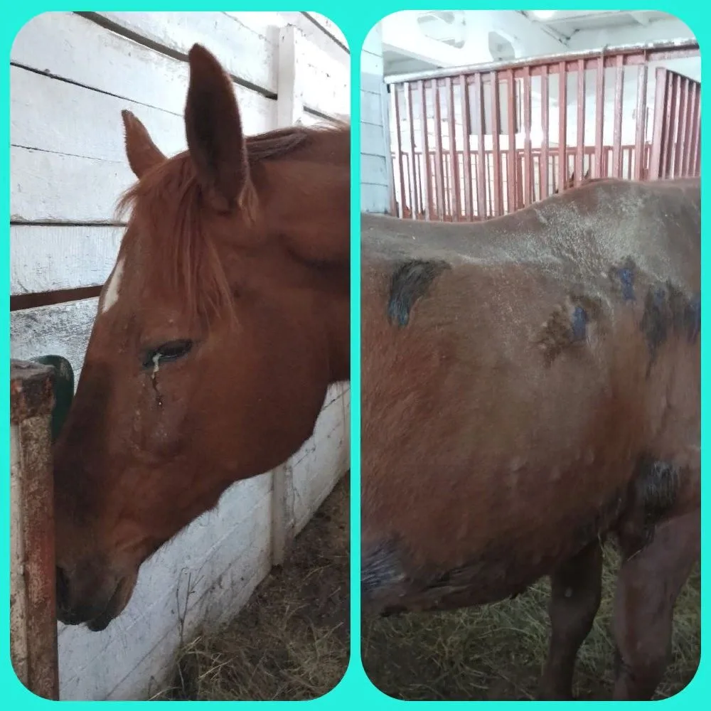 🐎 САП лошадей 🐎
