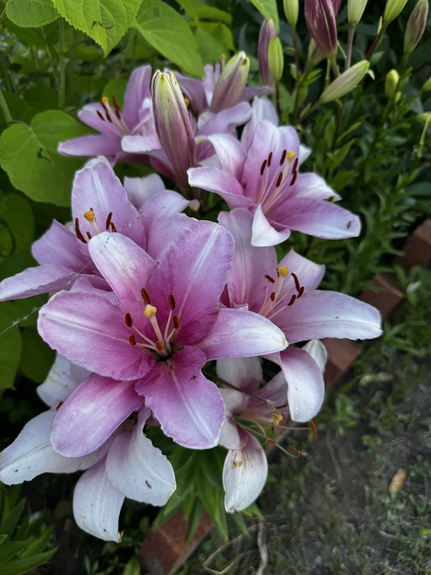Летние краски🌺