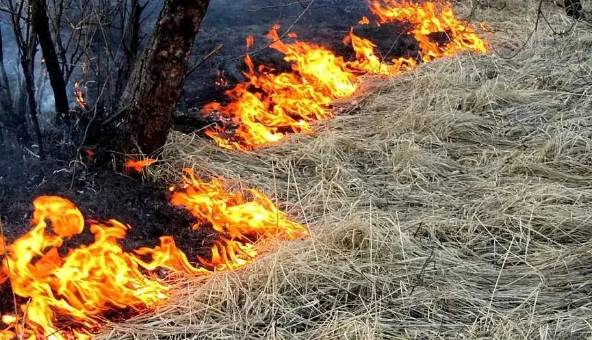 🚒С 20 апреля 2026 года в Московской области введен особый противопожарный режим.  🔥Волонтеры нашего 