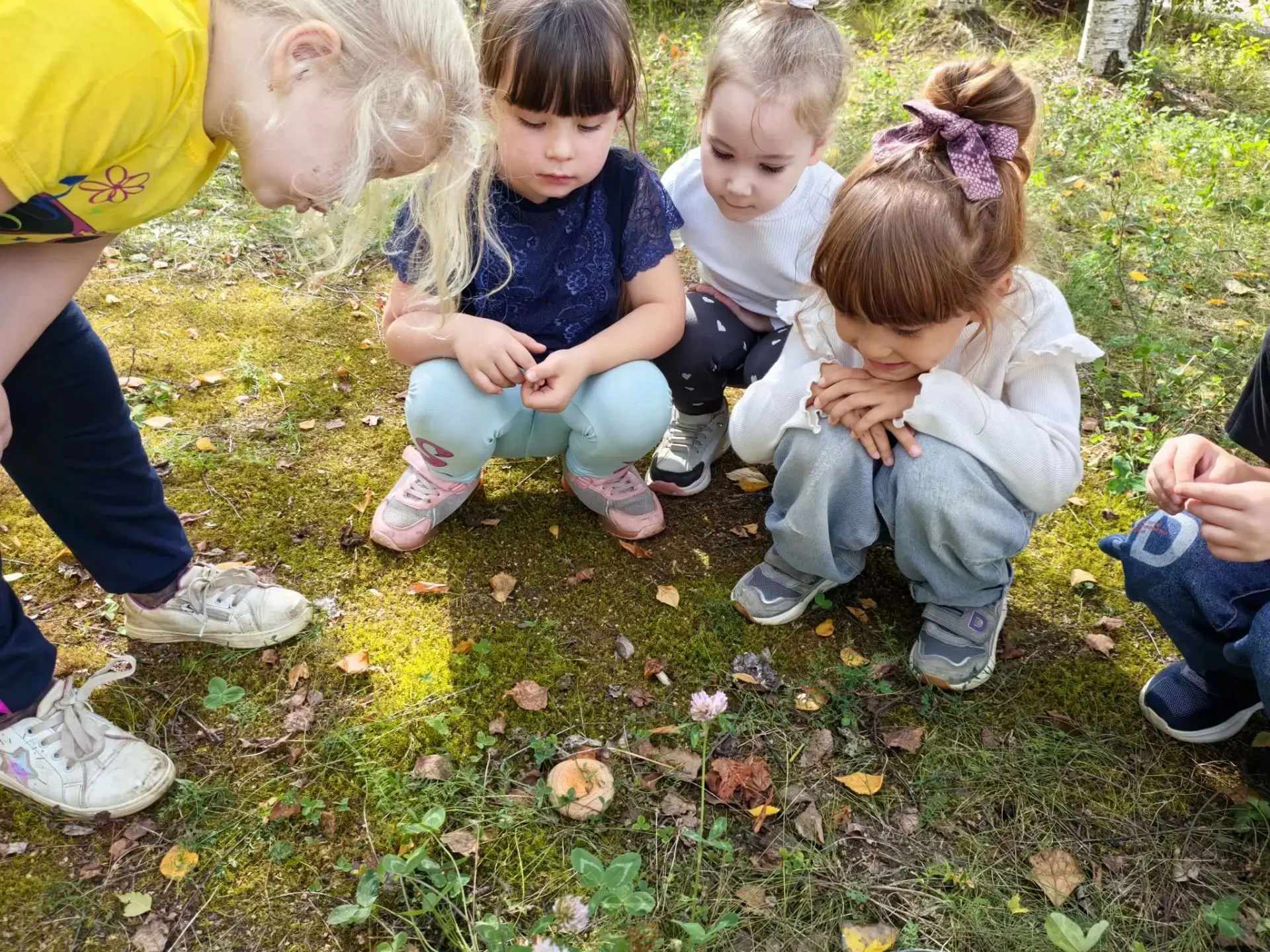 Лесные гости на нашей территории: изучаем грибы! 🍄🍄🍄