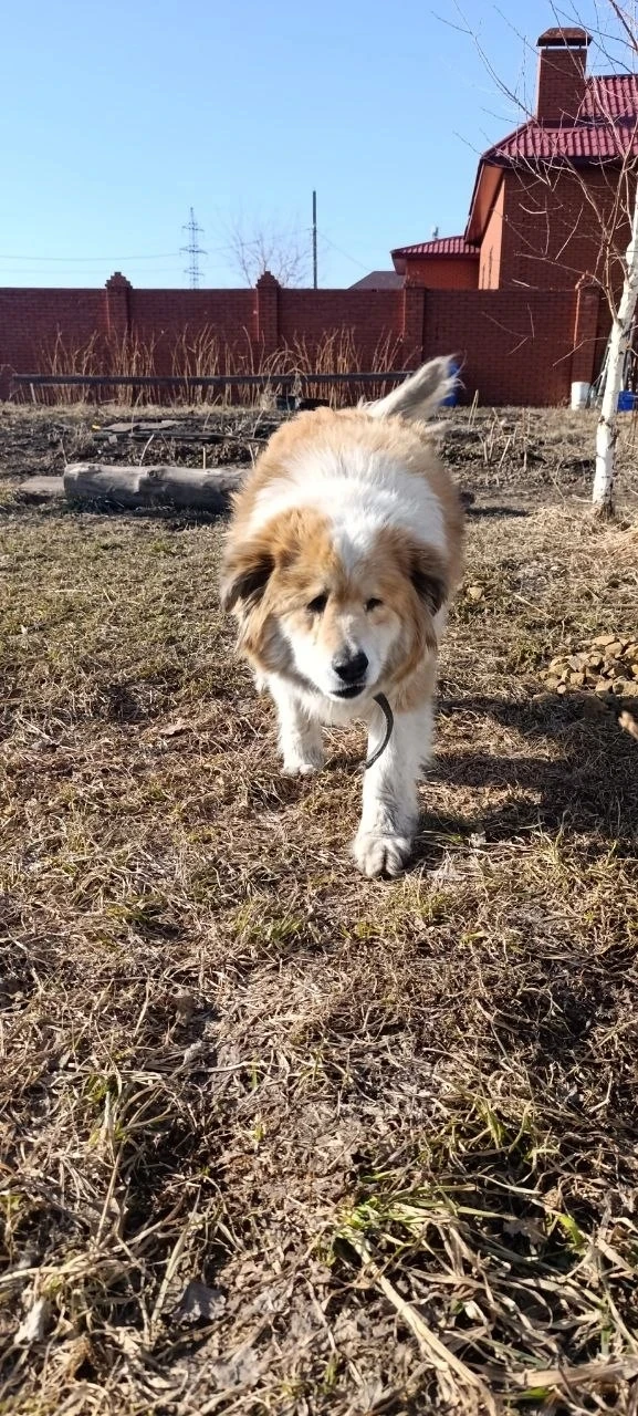 🐾 Не разлей вода! У нашего Проши появился новый лучший друг! ❤  🥰 Помните этого большого и солнечног