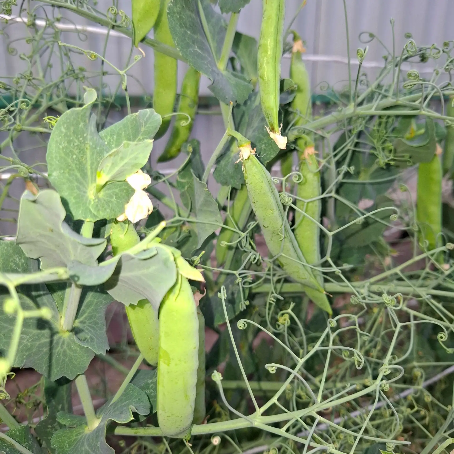 На фото зелёный горошек сорта "Бутана"💚.