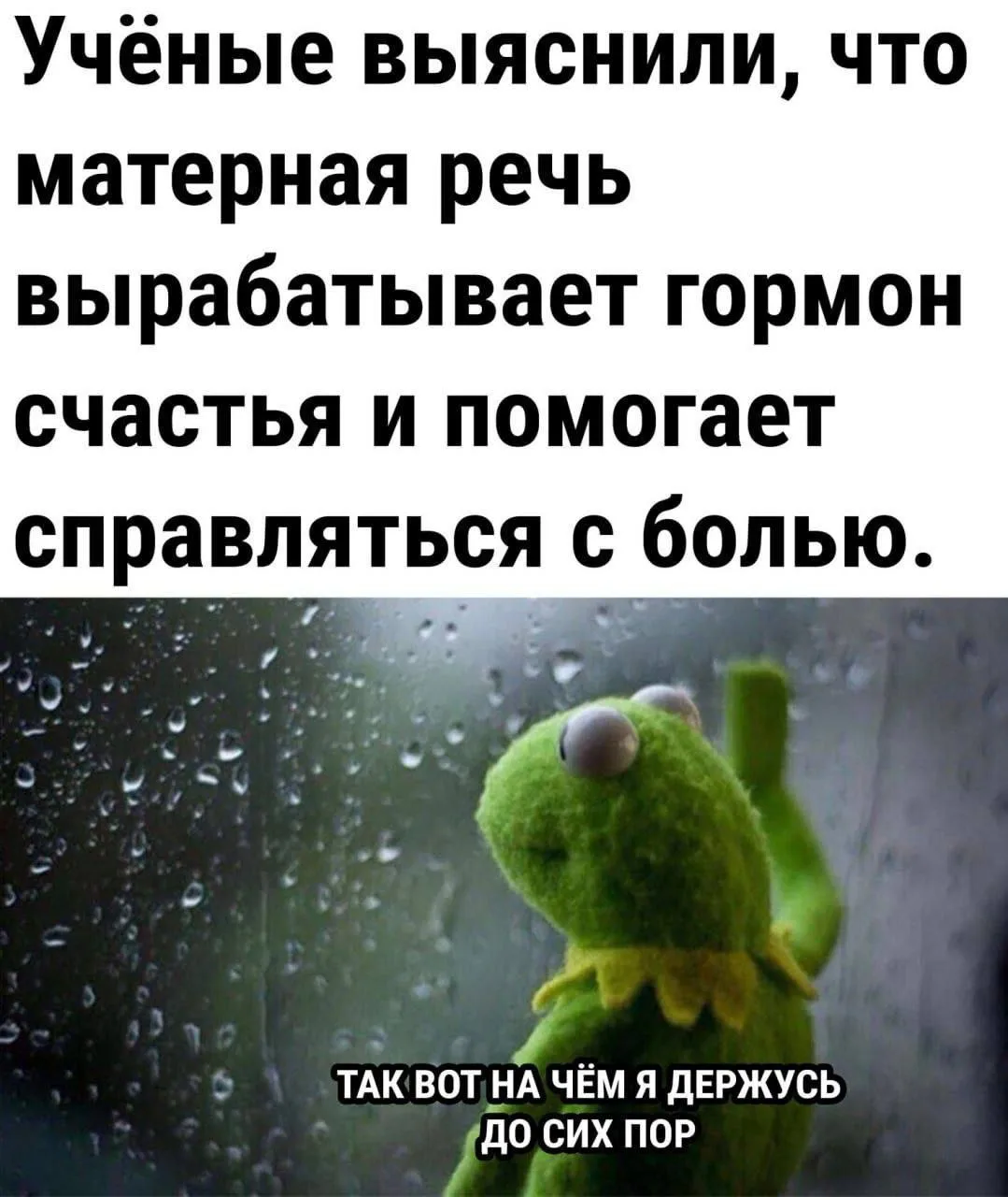 КУКУРУЗА 🌽