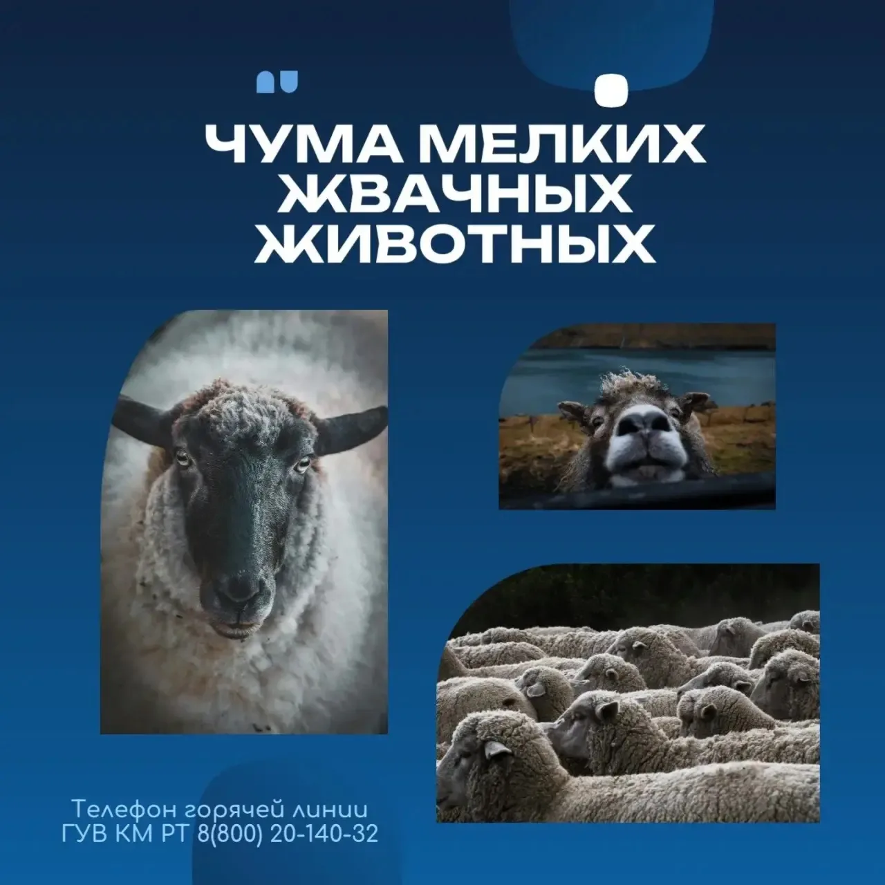 ✅Тема: Чума мелких жвачных животных