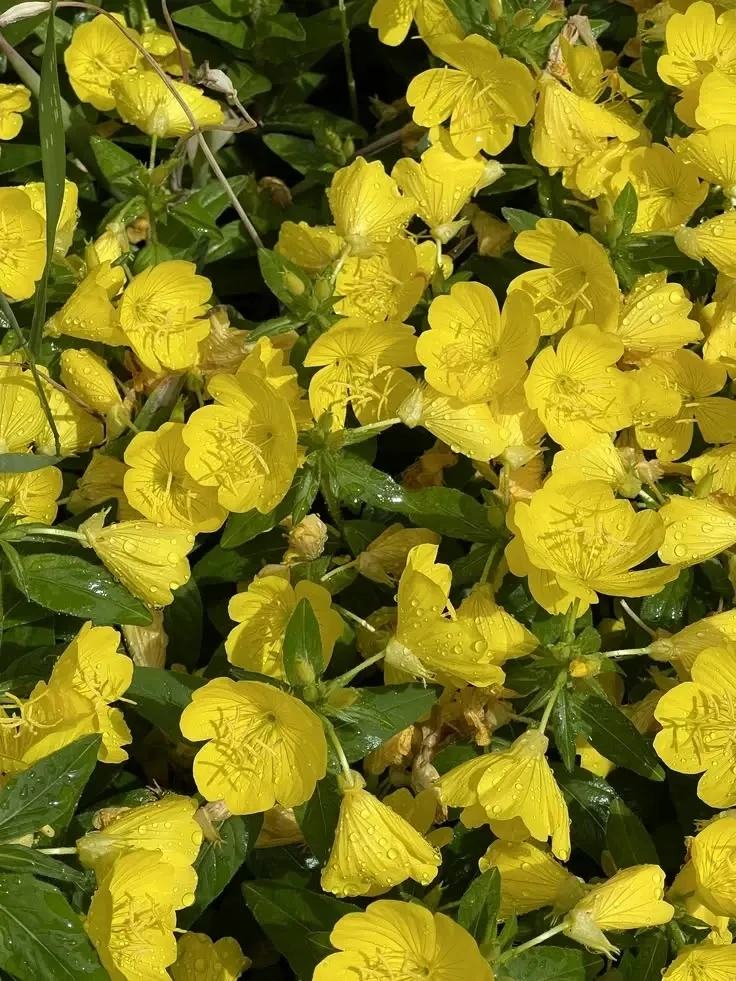 Доброе утро от МБДОУ 🌼 

На календаре 16 июля, четверг . Утром +16°, вечером +19°. Днем до +22 и кр