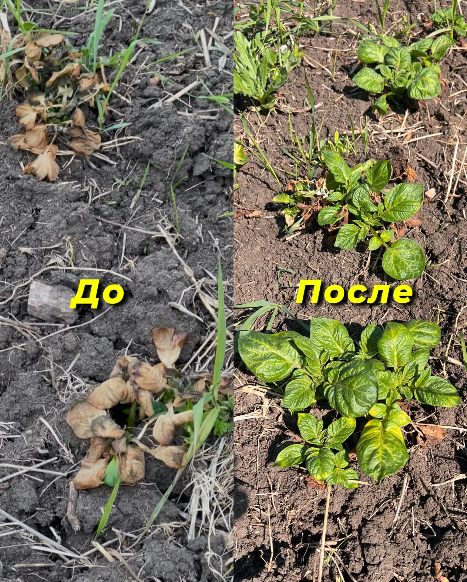 Спасли урожай картофеля!!!